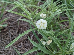 Chamaesaracha coronopus