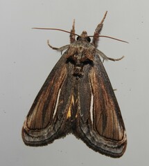 Gerrodes minatea