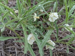 Chamaesaracha coronopus