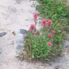 Castilleja parviflora oreopola