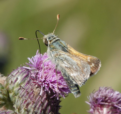 Hesperia assiniboia
