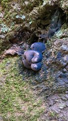 Daldinia concentrica