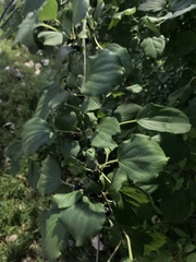 Rhamnus