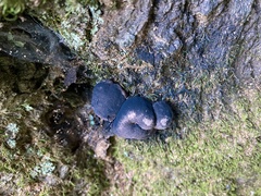 Daldinia concentrica