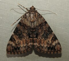 Catocala desdemona