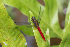 Orthetrum chrysis