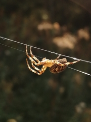 Araneus diadematus