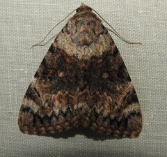 Catocala desdemona