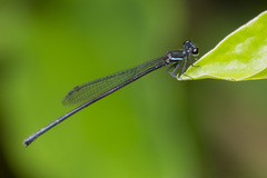 Prodasineura collaris