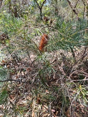 Banksia spinulosa