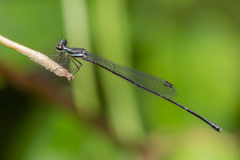 Prodasineura collaris