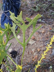 Synaphea
