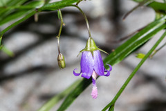 Campanula divaricata