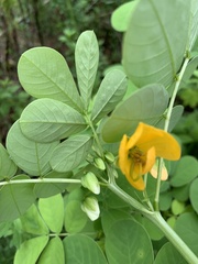 Senna obtusifolia