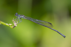 Prodasineura collaris