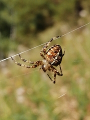 Araneus diadematus