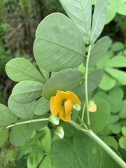 Senna obtusifolia