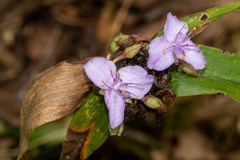 Tradescantia