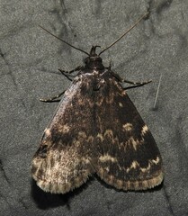 Idia lubricalis
