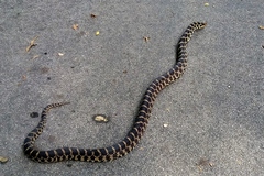 Pantherophis ramspotti