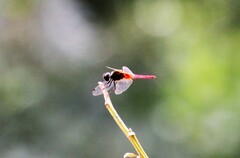 Aethriamanta brevipennis