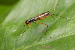 Taeniapterinae