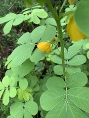 Senna obtusifolia