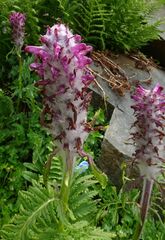 Pedicularis panjutinii
