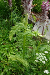 Pedicularis panjutinii