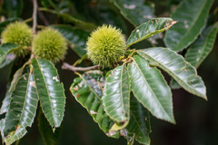 Castanea
