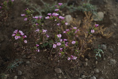 Diplacus torreyi