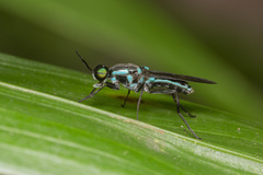 Eudmeta marginata