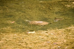 Deirochelyinae