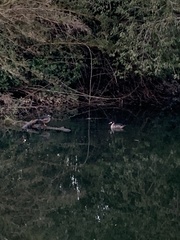 Speculanas specularis