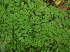 Phyllanthus caroliniensis