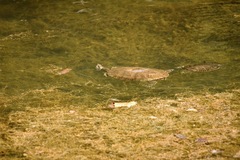 Deirochelyinae