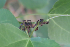 Prenolepis imparis
