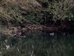 Speculanas specularis