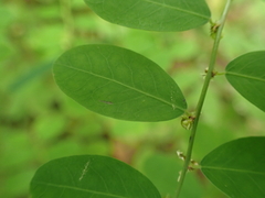 Phyllanthus caroliniensis