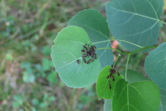 Prenolepis imparis