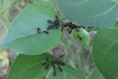 Prenolepis imparis