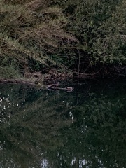 Speculanas specularis