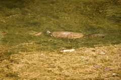Deirochelyinae