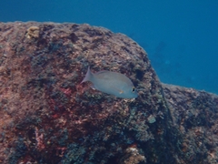 Lutjanus mahogoni