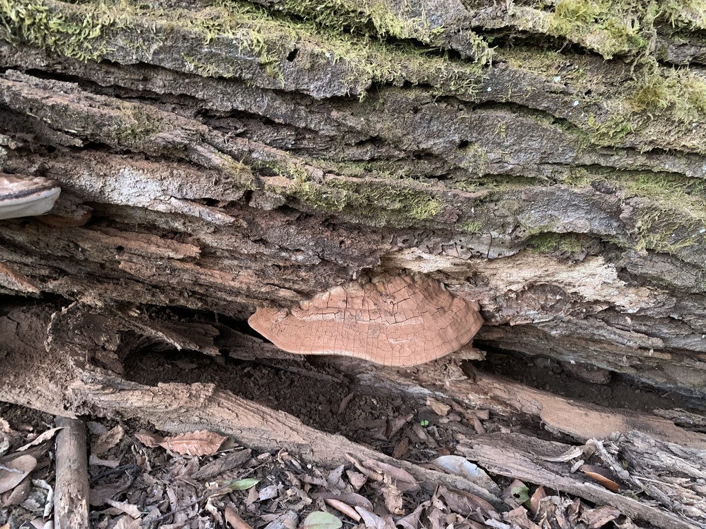 Ganoderma australe · September 2022 · photo: © nitsuga74 (iNaturalist, cc-by)