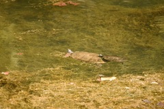 Deirochelyinae