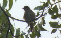 Passerina cyanea