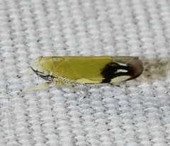 Deltanus bicolor