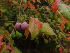 Prunus americana