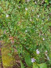 Cuphea hyssopifolia
